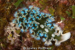 Lettuce Leaf Sea Slug Canon digital Rebel XTi with 100mm ... by Lowrey Holthaus 